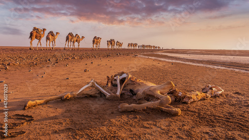 A dead dromedary along the caravan way at sunrise in the Danakil Depression in Ethiopia, Africa. 