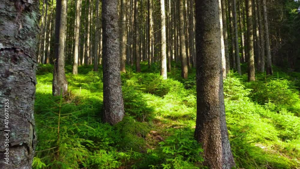 Spring Green Forest, Sunny magical Powerful trees in the morning time, The sun's rays pass through the Charming and Powerful trees Spring Green Forest, Sunny magical Powerful trees in the morning time, The sun's rays pass through the Charming and Powerful trees