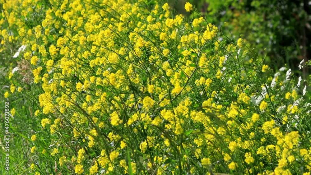 Yellow Canola Rape Seed blowing in the wind, Brassica napus
Yellow Canola Rape Seed blowing in the wind, Brassica napus