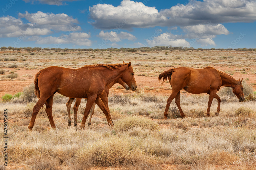 A herd of brown wild horses, brumbies, grazing in the outback of the Northern Territory of Australia against blue sky with cumulus clouds