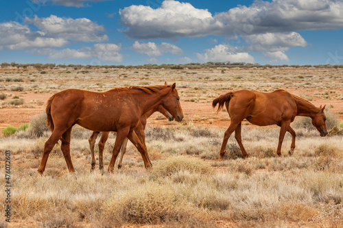 A herd of brown wild horses  brumbies  grazing in the outback of the Northern Territory of Australia against blue sky with cumulus clouds