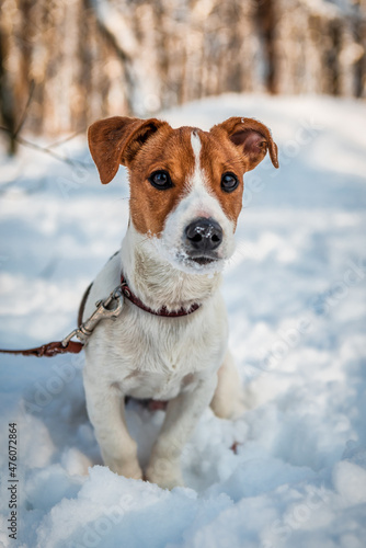 Jack Russel terrier puppy on the snow