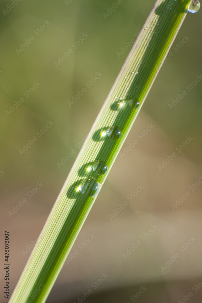 natural geometry. drops on a blade of grass natural geometry. drops on a blade of grass
