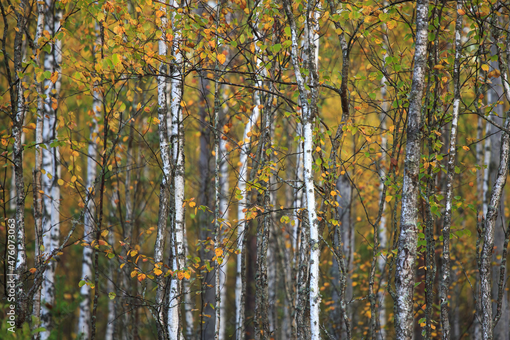 Autumn background of young thin birches with yellow and green leaves Autumn background of young thin birches with yellow and green leaves