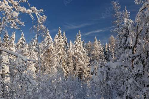 Snow-covered spruce forest in Karelia on a clear sunny winter day