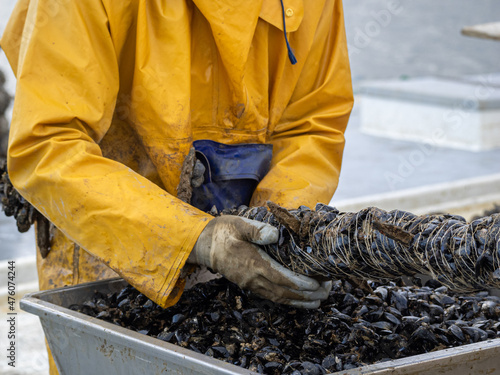 Fishermen embedding mussels in a rope for industrial seafood farming