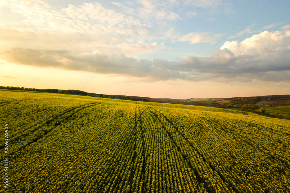 Aerial view of bright green agricultural farm field with growing rapeseed plants at sunset. Aerial view of bright green agricultural farm field with growing rapeseed plants at sunset.