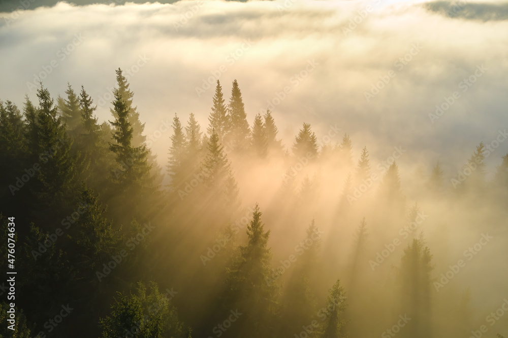 Aerial view of brightly illuminated with sunlight beams foggy dark forest with pine trees at autumn sunrise. Amazing wild woodland at misty dawn. Environment and nature protection concept