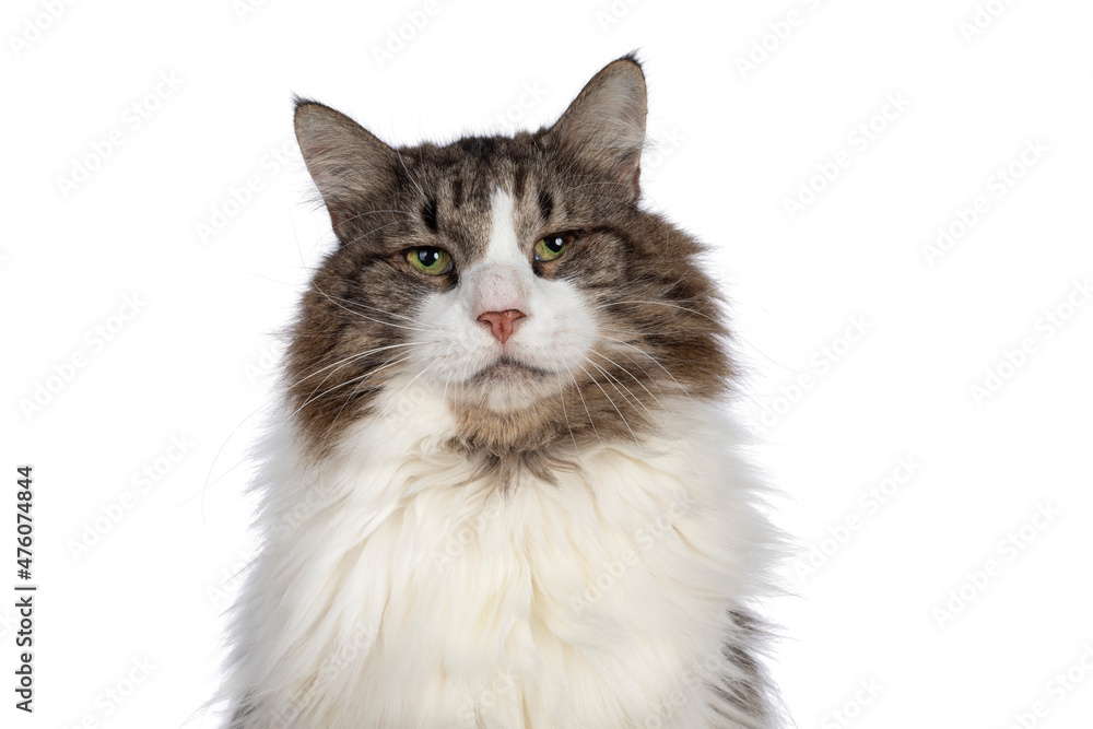 Head shot of senior Norwegian Forestcat with entropion on both eyes. Showing upright hairs irritating the eye and development of the brown ulcer.