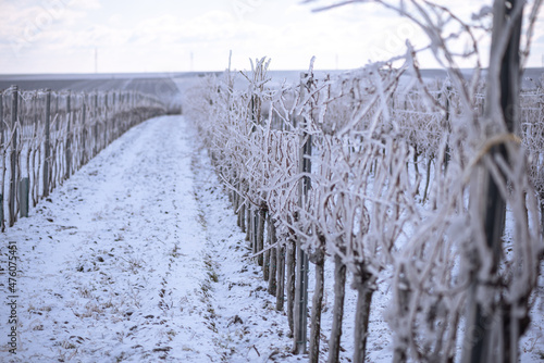 Frozen vineyard in white winter with slightly cloudy weather. Snow-covered winter landscape in Austria's wine district