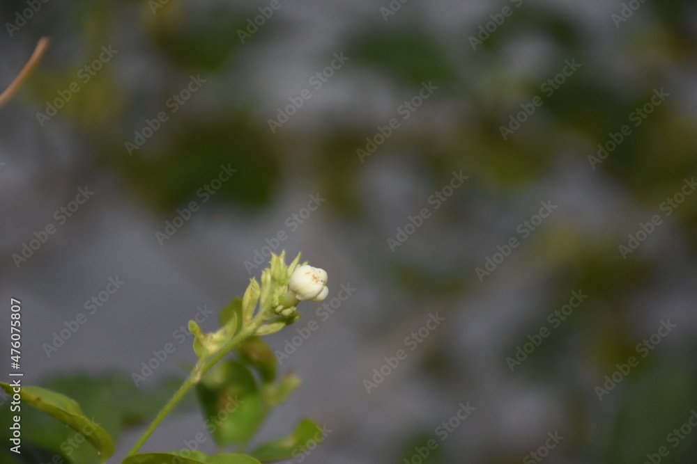 Mogra flowers plants from India Mogra flowers plants from India