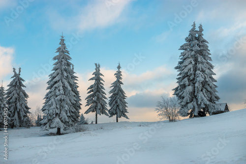 Winter landscape with pine trees of snow covered forest in cold mountains at sunrise. © alpinetrail