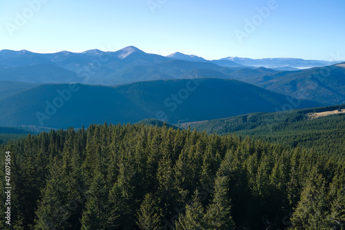 Aerial view of mountain hills covered with dense green pine woods on bright day © bilanol