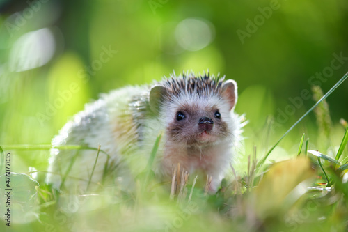 Small african hedgehog pet on green grass outdoors on summer day. Keeping domestic animals and caring for pets concept