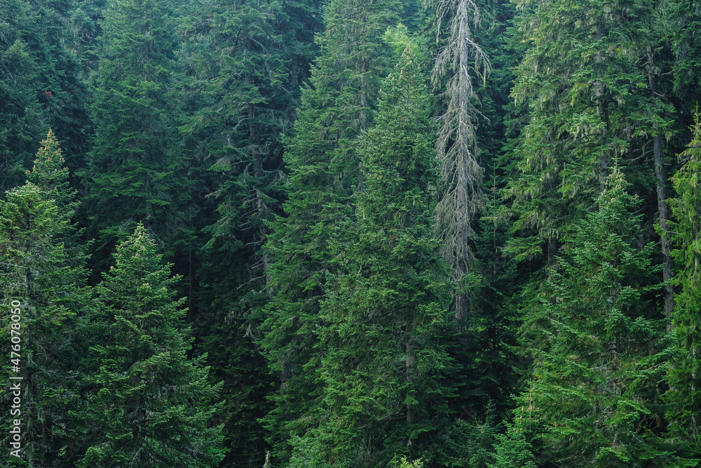 Coniferous forest with tall trees background. Coniferous forest with tall trees background.