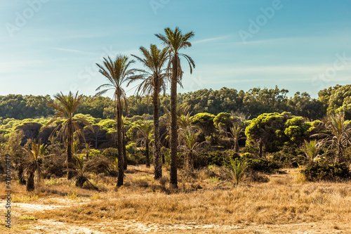 Mediterranean landscape with palm trees and green vegetation in summer. Guardamar, alicante. Spain