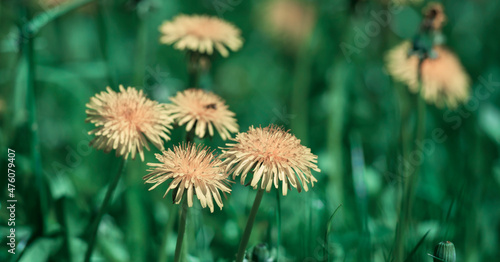 Dandelion flower in green grass.