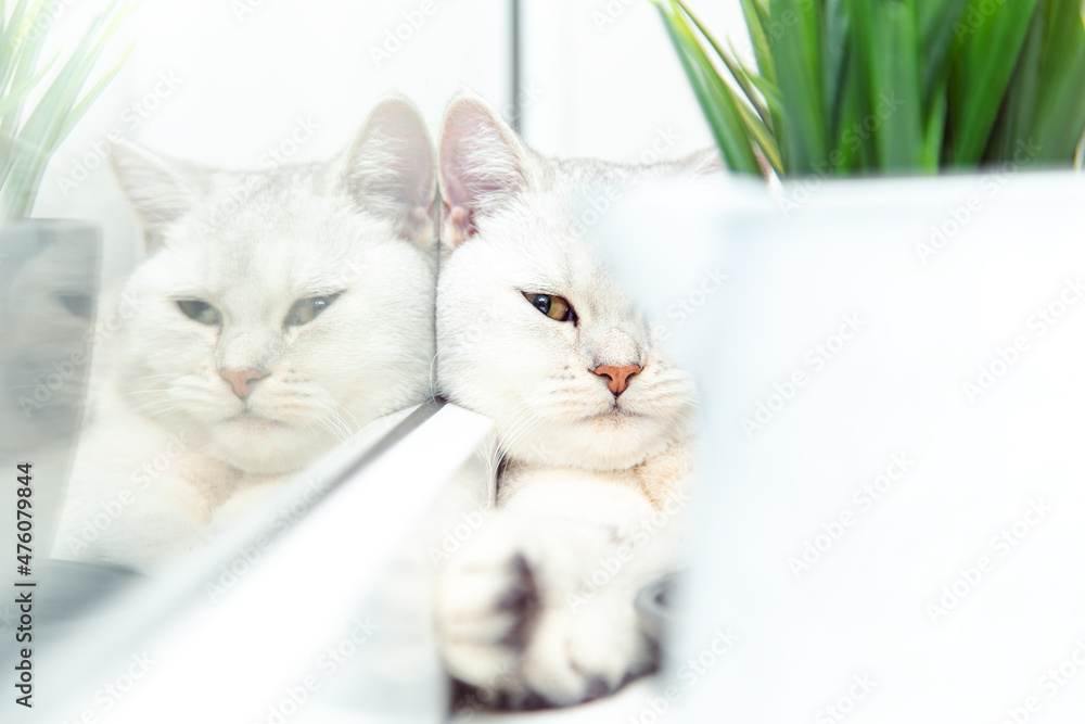 British shorthaired silver cat lies on the windowsill.
