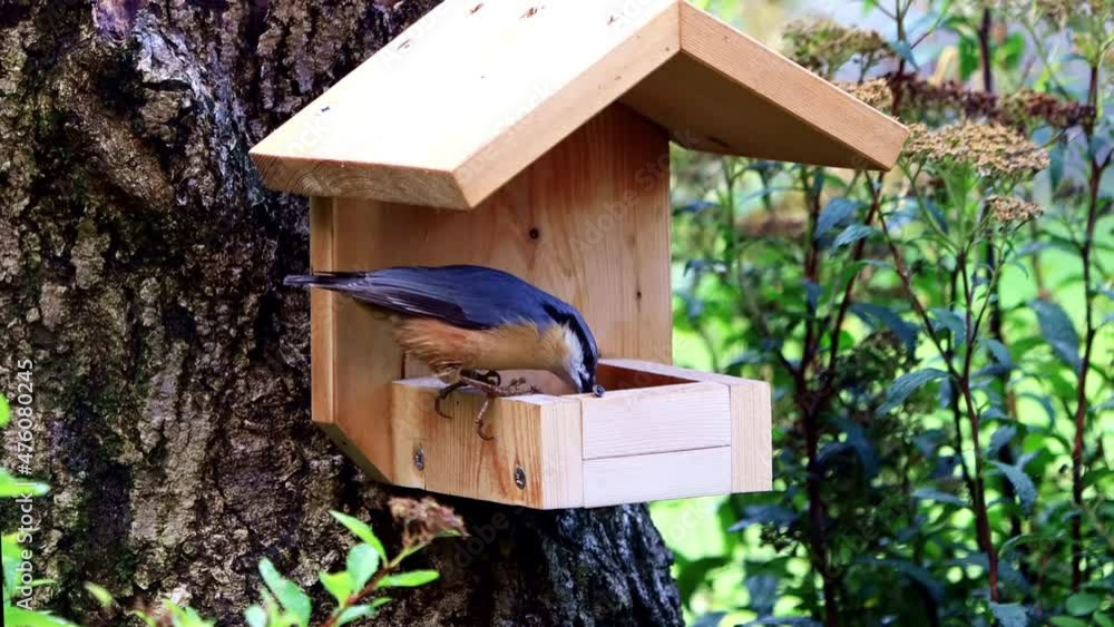 nuthatch in a bird feeder pecks birdseed
nuthatch in a bird feeder pecks birdseed