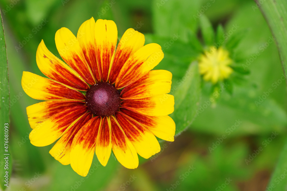 Obraz premium Daisy with yellow flowers and orange center.