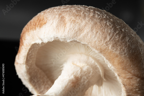 Macro shot of a white edible Shiitake mushroom (Lentinula edodes) cap isolated on a black background photo