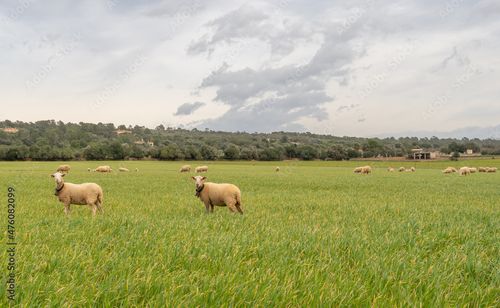 Green grass meadow with white sheep grazing Green grass meadow with white sheep grazing
