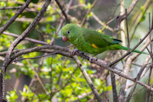 A parrot high in a tree. The Plain Parakeet. Species Brotogeris tyrica. It is a typical parakeet of the Brazilian Atlantic forest. Birdwatching. Birding.