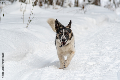 dog running in the snow 