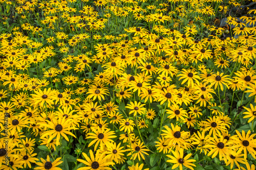 Foto Rudbeckia fulgida var deamii, herbaceous perenial, bright yellow flowers with bl