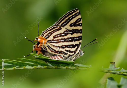 Selective focus shot of Colobura butterflies photo