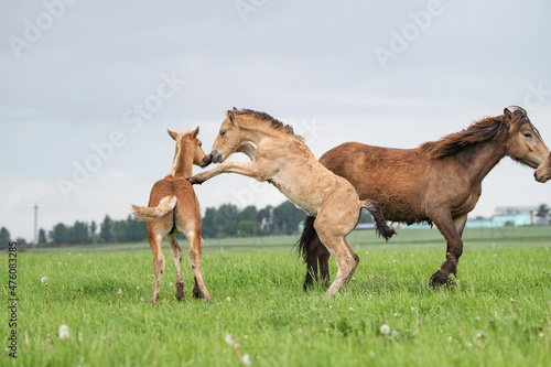 Young cheerful foals frolic on the green field.