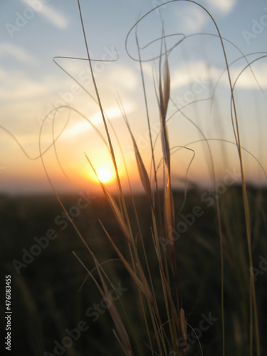 Feather grass stems at sunset close-up