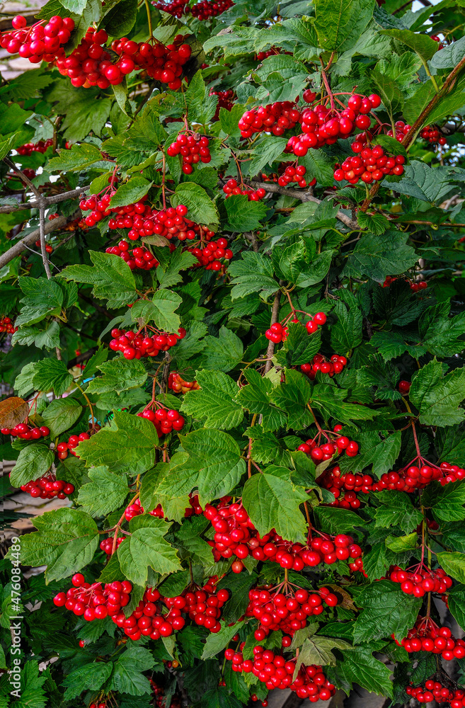 Viburnum bush with red shiny berries and green leaves in forest. Early autumn background Ripening bright red clusters of viburnum and lush green foliage - decoration of autumnal forest. Beauty of natu