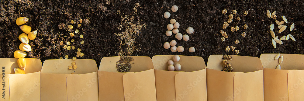 Seeds in bags on the soil. Selective focus. - obrazy, fototapety, plakaty 