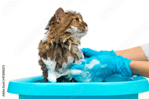 A girl in blue gloves washes a cat in a basin photo