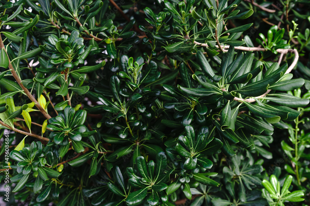 background green nature