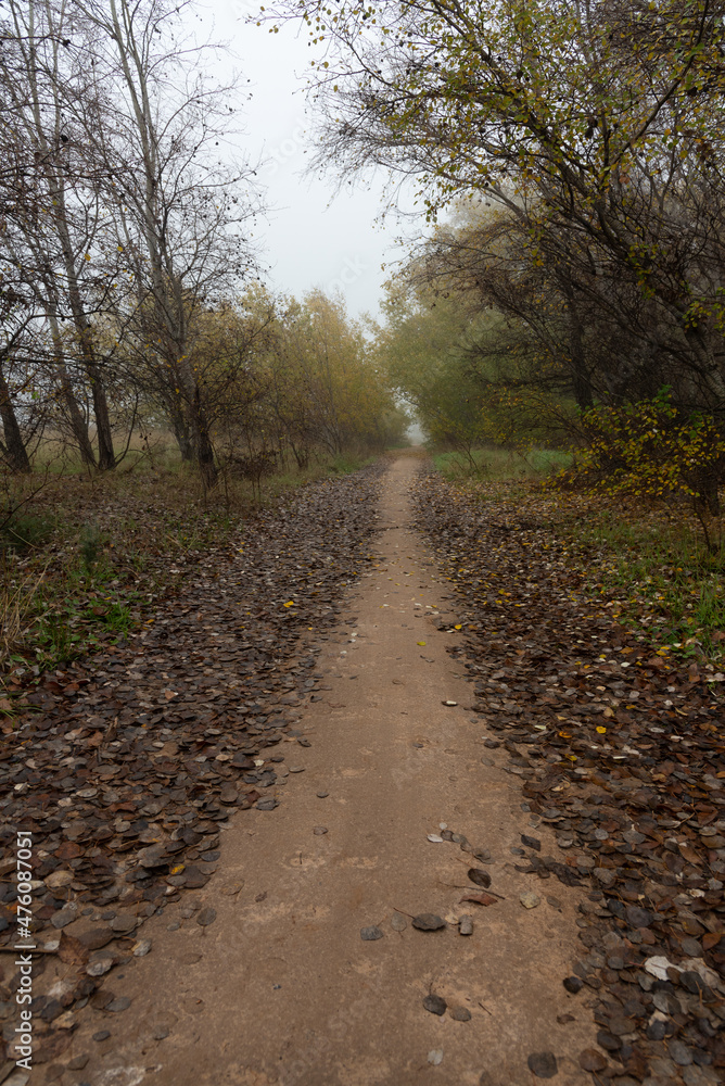 Fototapeta premium Path through forest in autumn with leaves on the ground in a foggy day, Southeast Regional Park, Madrid, Spain