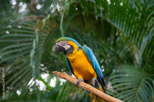 Macaw 1