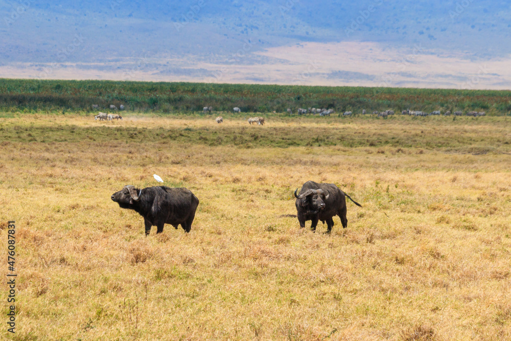 African buffalos or Cape buffalos (Syncerus caffer) in Ngorongoro Crater National Park in Tanzania. Wildlife of Africa African buffalos or Cape buffalos (Syncerus caffer) in Ngorongoro Crater National Park in Tanzania. Wildlife of Africa
