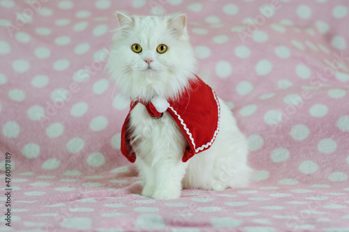 Cute cat in a Christmas dress, Cat santa in a Christmas, Persian