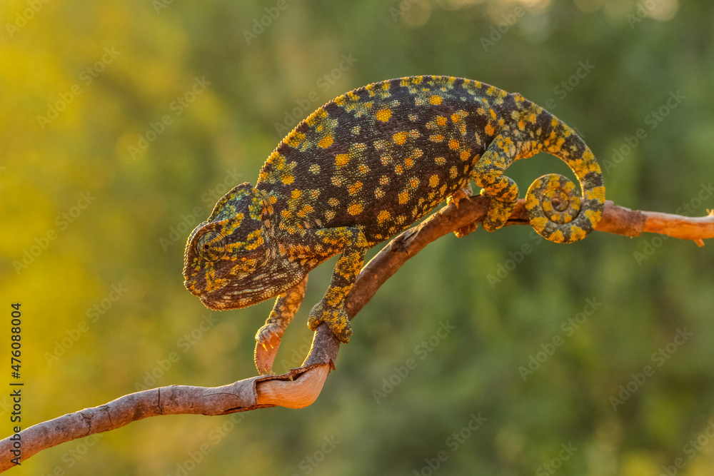 Obraz premium Chameleon walking on branch