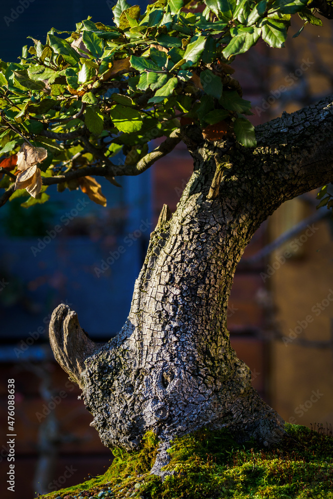 Detail of an old bonsai trunk.
