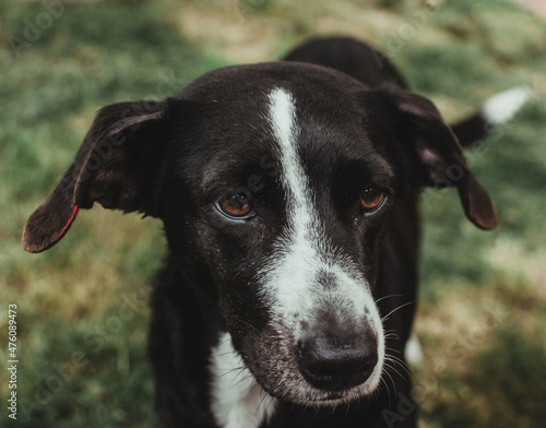 Adorable black and white dog with brown eyes