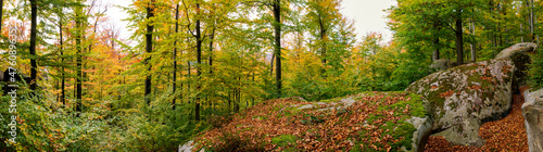 Panorama of autumn forest and rocks. Green and yellow leaves on trees.