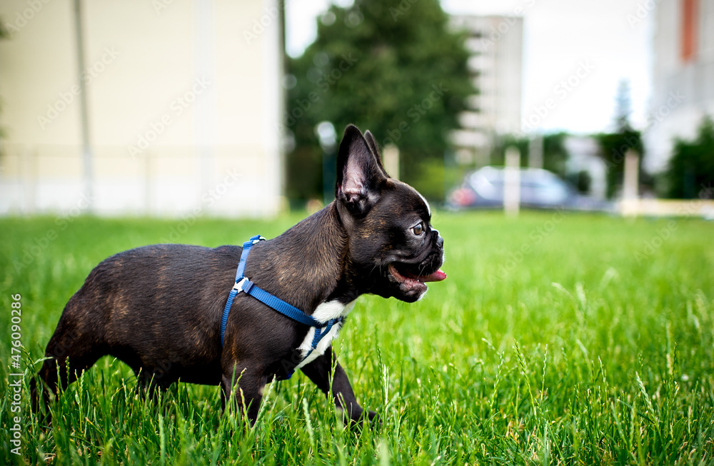 French Bulldog dog. He is standing in the green grass. The dog is 5 months old