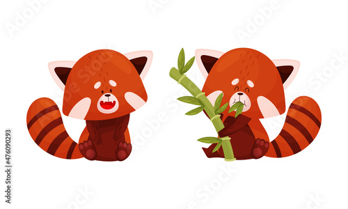 Red panda set. Cute wild animal character eating bamboo vector illustration