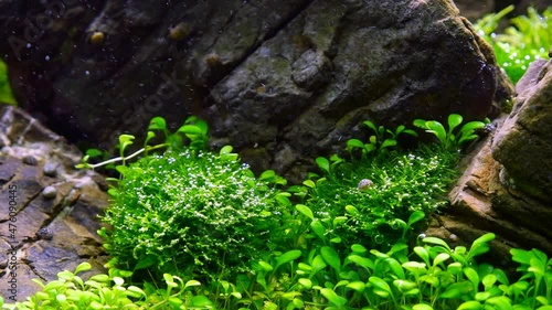 macro detail of iwagumi Amano style freshwater aquascape, lush vegetation oxygenate and produce oxygen with air bubbles in slow current, harmony of stones and plants photo