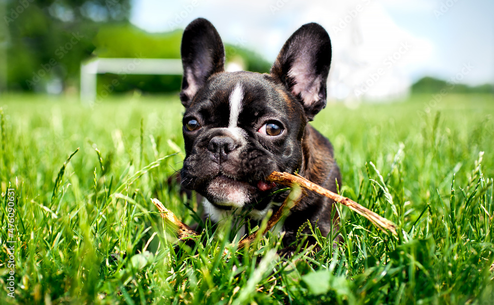French Bulldog dog. He lies in the green grass. The dog is 5 months old