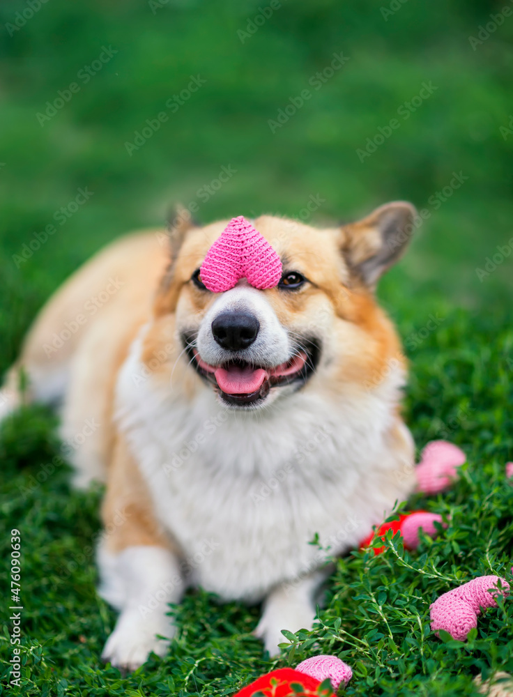 cute corgi puppy sits on the green grass and holds a pink knitted heart on the nose