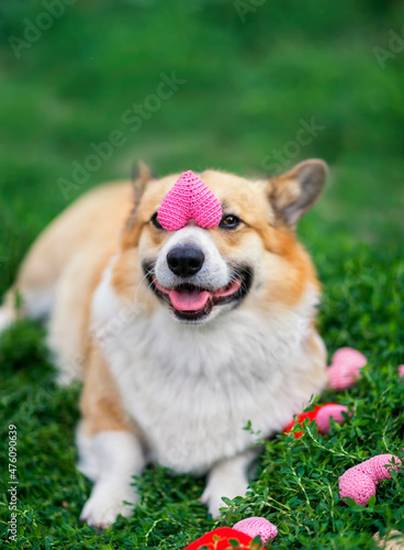 cute corgi puppy sits on the green grass and holds a pink knitted heart on the nose © nataba